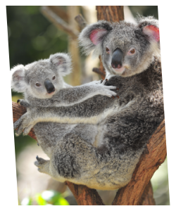 Koala-&-Joey