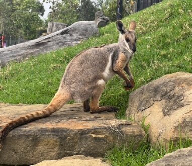 Oz Trails Day Tour