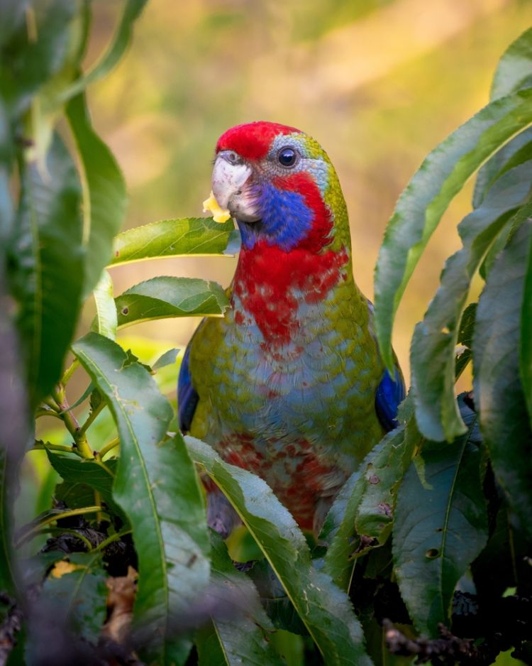 wild baby parrot in blue mountains