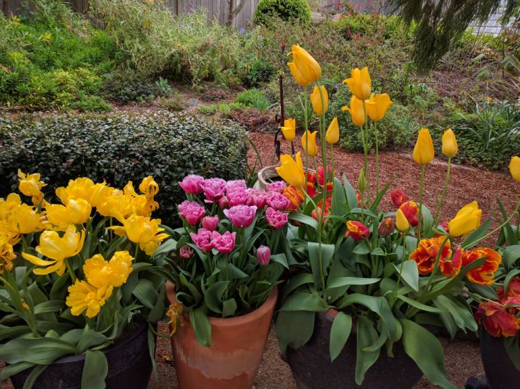 Beautiful flowers in Blue Mountains