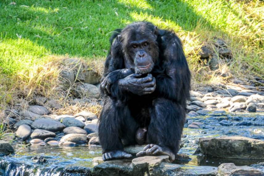Sydney Zoo