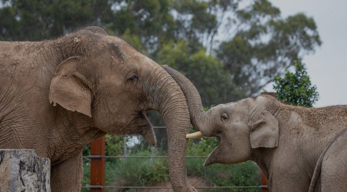 Sydney Zoo