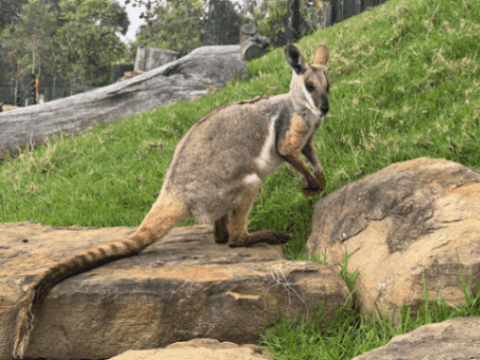 Blue Mountains Day Trip