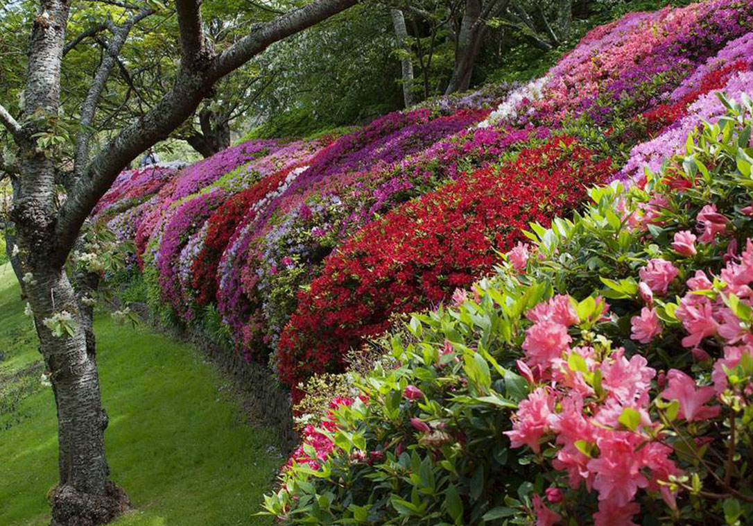 garden-festival-in-leura-turns-51-still-has-spring-in-its-step-1