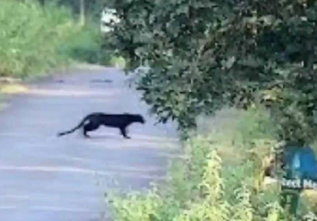 new-giant-cat-sighting-in-the-blue-mountains-by-damien-madigan